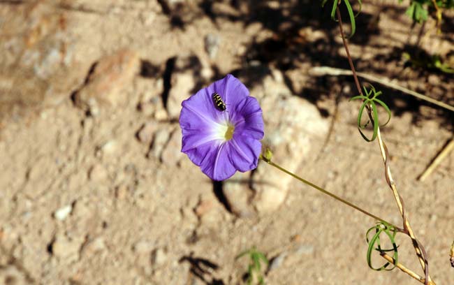 Ipomoea ternifolia, Tripleleaf Morning-glory, Southwest Desert Flora